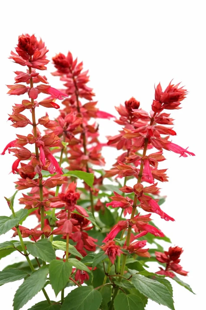 Salvia