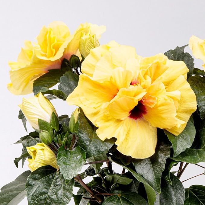 Hibiscus