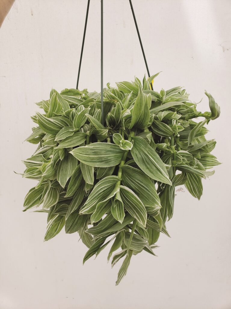Tradescantia (Wandering Jew)