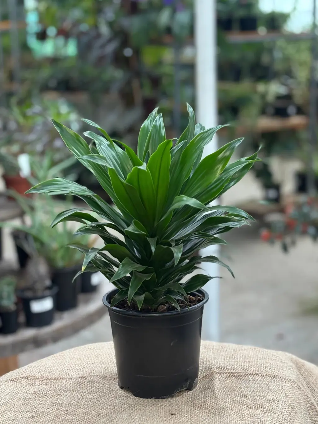 Dracaena Janet Craig