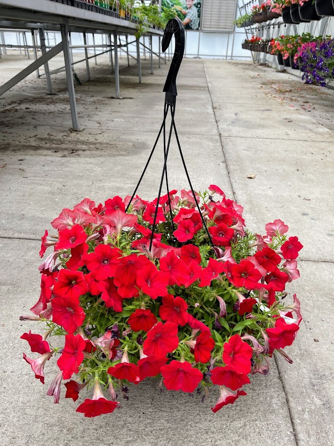 Hanging Petunia