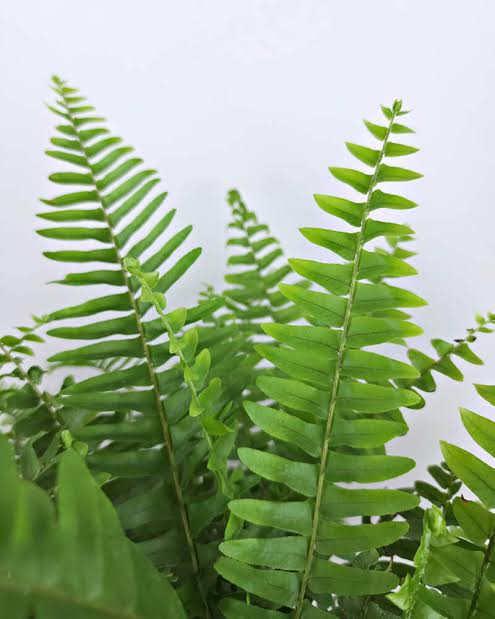 Boston Fern