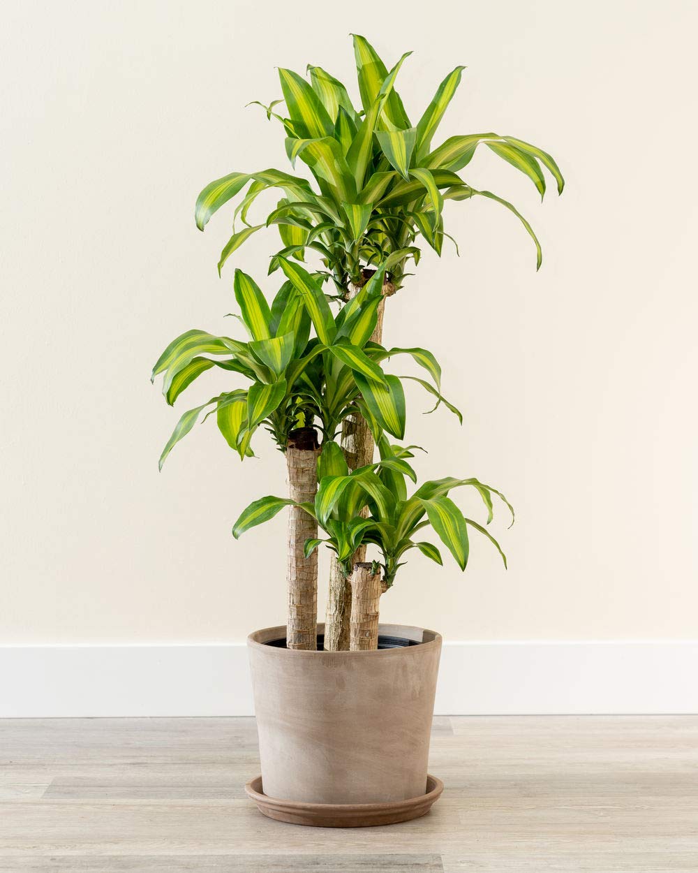 Dracaena Fragrans