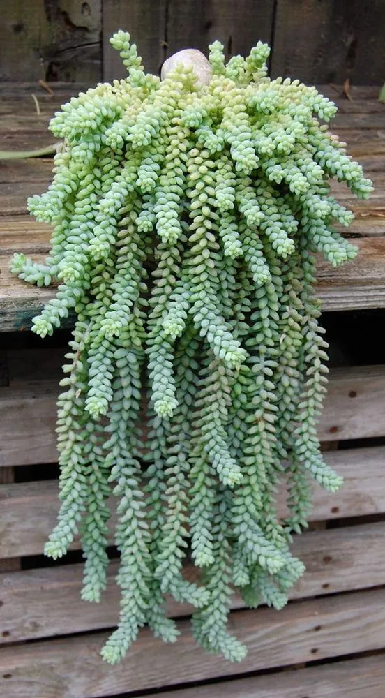Donkey Tail